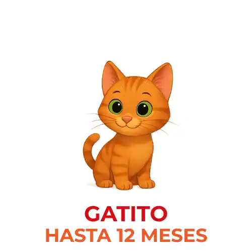 Gatito cachorro kitten
