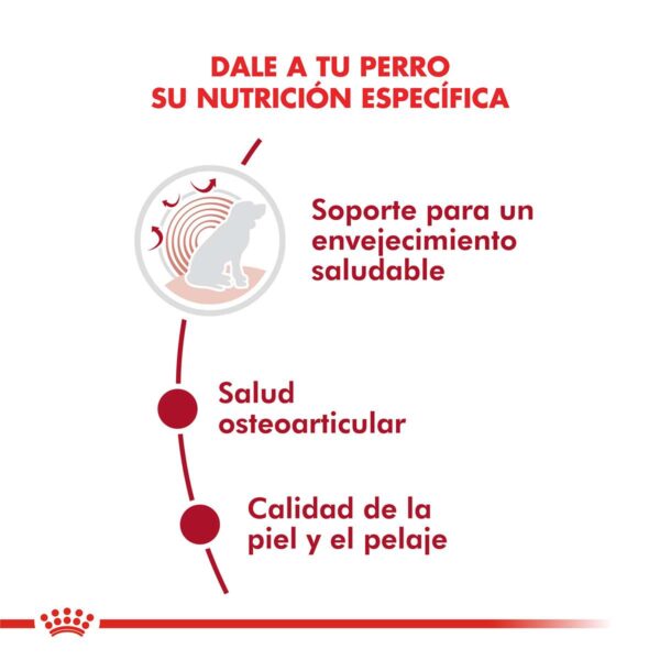 Royal Canin Medium Ageing 10+ Alimento Seco para Perro | 15 kg