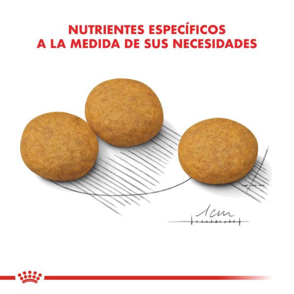Royal Canin Medium Dermacomfort Alimento Seco para Perro | 3 y 10 kg