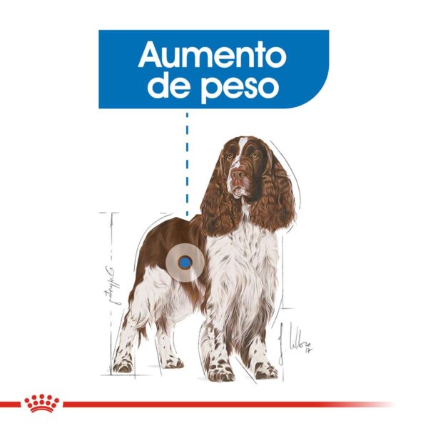Royal Canin Medium Weight Care Alimento Seco para Perro | 3 y 10 kg