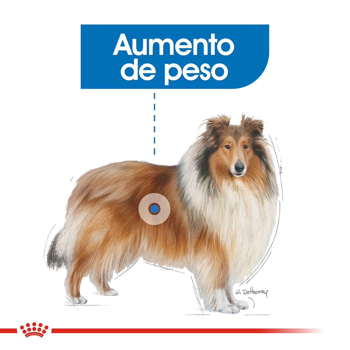 Royal Canin Maxi Weight Care Alimento Seco para Perro | 10 kg