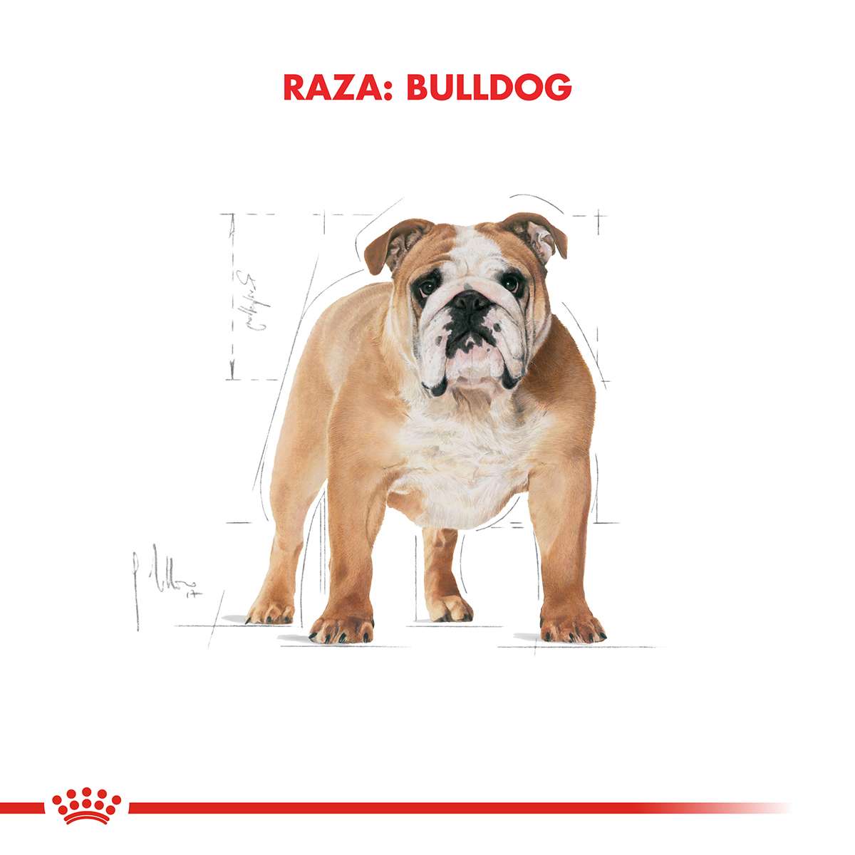 Royal Canin Bulldog Inglés Adulto Alimento Seco para Perro | 12 kg