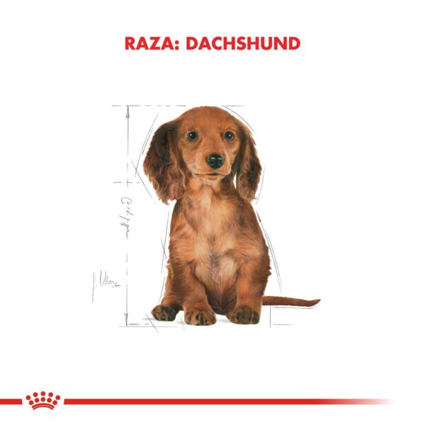 Royal Canin Dachshund Puppy Alimento Seco para Perro | 3 kg