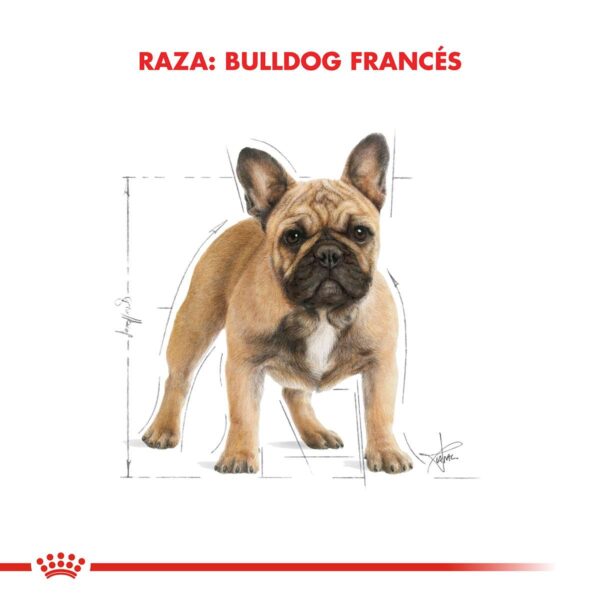 Royal Canin Bulldog Francés Adulto Alimento Seco para Perro | 3 y 7,5 kg