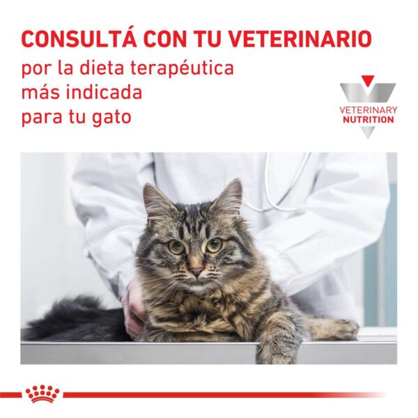 Royal Canin Early Renal Alimento Seco para Gato (ex Stage 2) | 1,5 kg