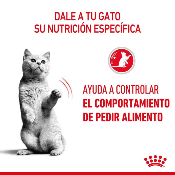 Royal Canin Appetite Control Alimento Seco para Gato | 1,5 y 3 Kg