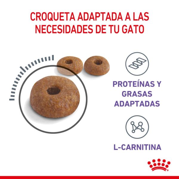 Royal Canin Appetite Control Alimento Seco para Gato | 1,5 y 3 Kg