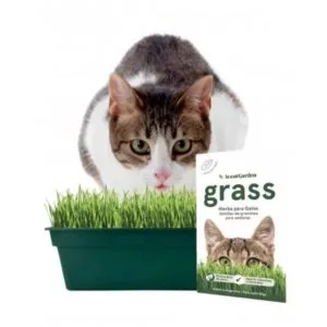 Sobre de Hierba Gatera Grass | 80 gr