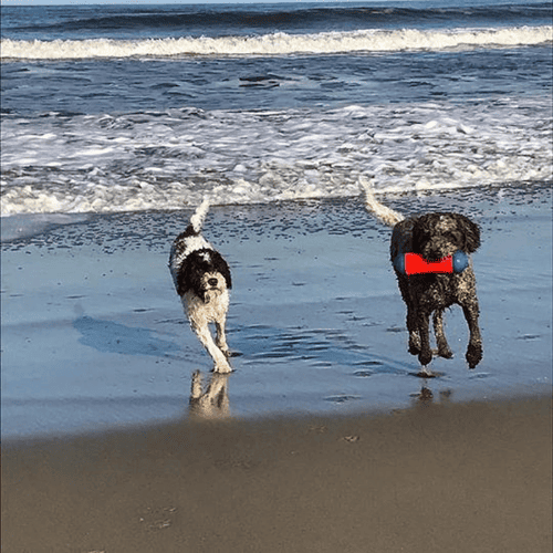 Chuckit! Amphibious Tumble Bumper | Flota en el Agua