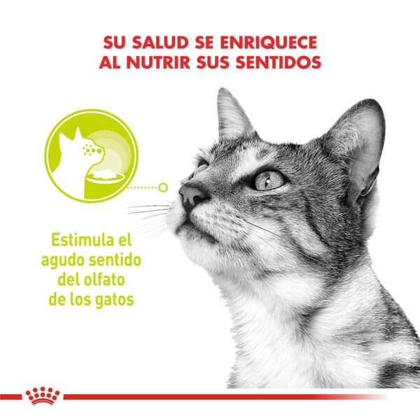 Royal Canin Sensory Smell Alimento Húmedo en Pouch para Gato