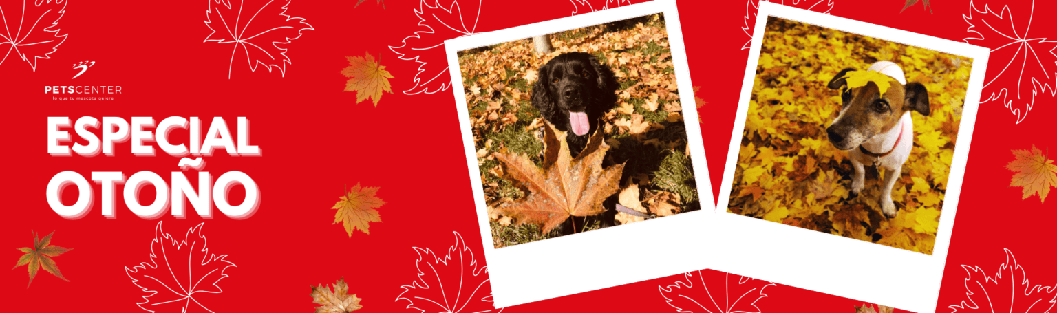 Pets Center Slide Otoño 2025