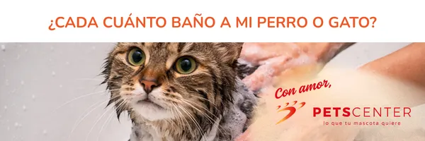 Lee más sobre el artículo ¿Cada cuánto baño a mi perro o gato?