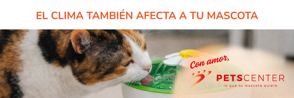 Lee más sobre el artículo El clima también afecta a tu mascota