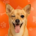 PETS CENTER Categoría Perros