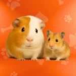 PETS CENTER Categoría Roedores