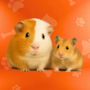 PETS CENTER Categoría Roedores