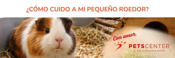 Cómo cuidar correctamente a un hámster (y otros roedores pequeños)