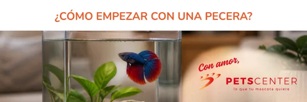 Lee más sobre el artículo Cómo empezar con una pecera (sin cometer errores comunes)
