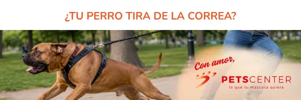 ¿Tu perro tira de la correa?